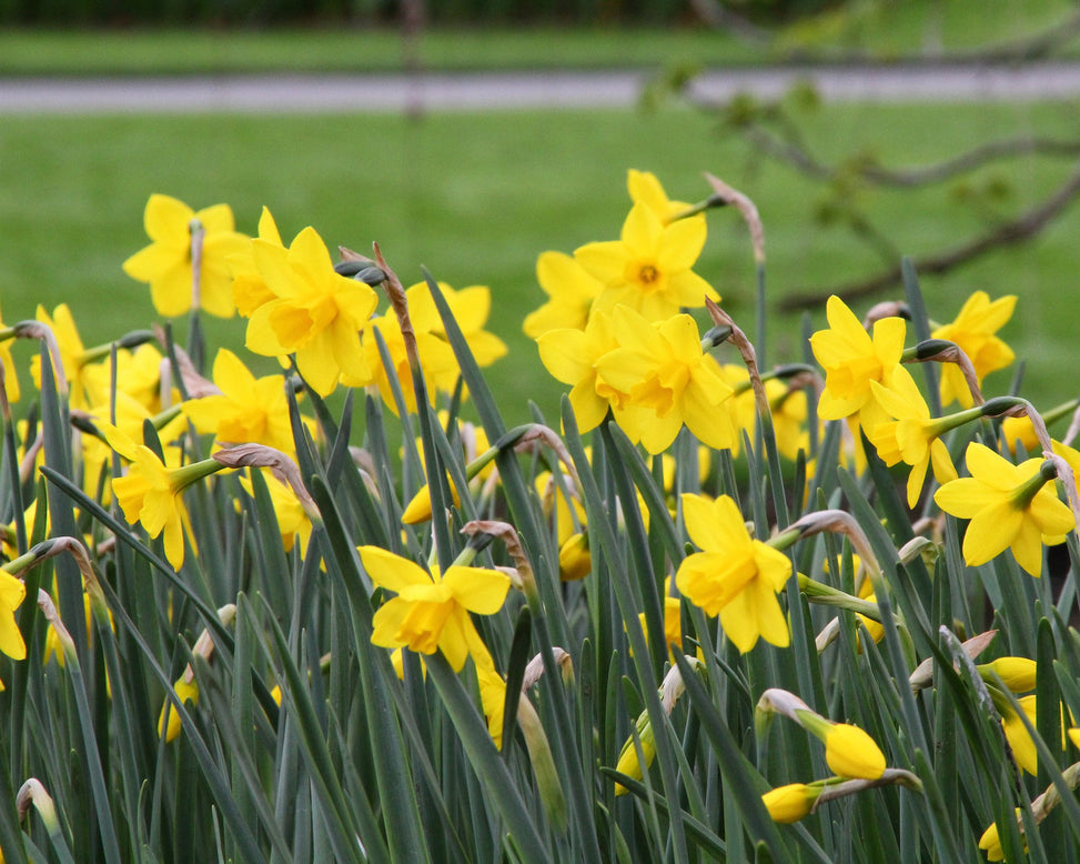 Narcissus 'Sweetness'