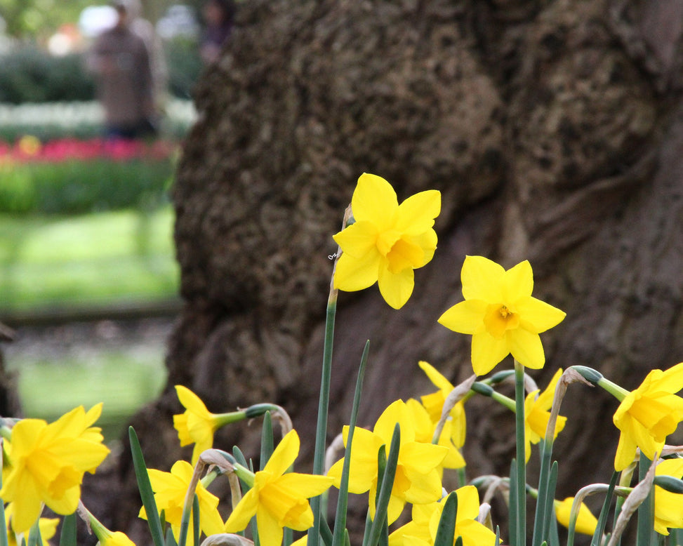 Narcissus 'Sweetness'