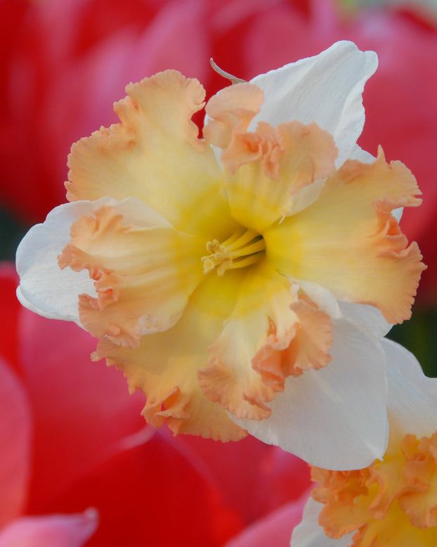 Flower BulbsTaurus Bulbs UK - 1