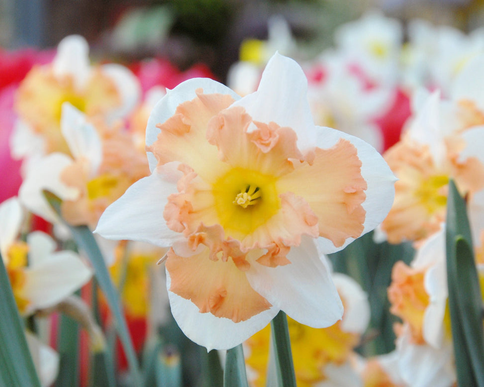 Flower BulbsTaurus Bulbs UK - 3