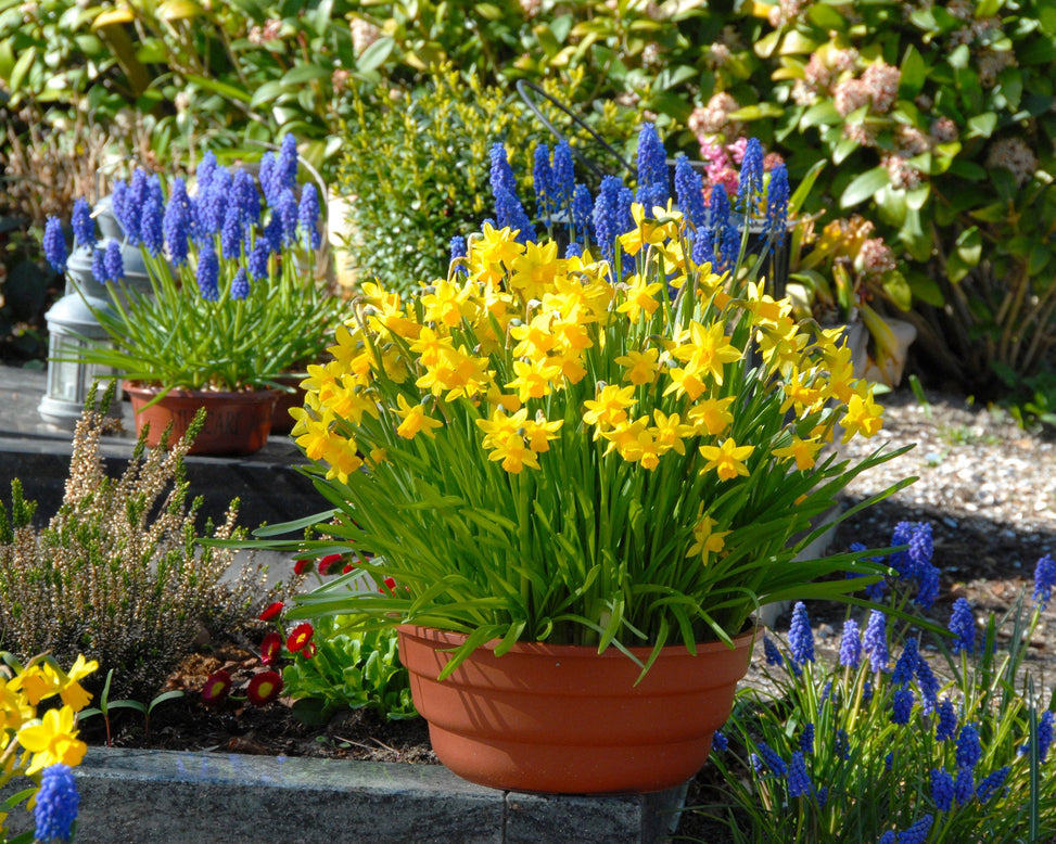 Flower BulbsTête à Tête Bulbs UK - 12