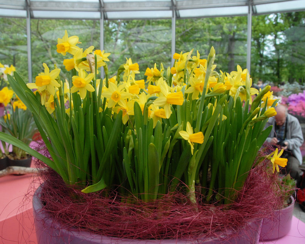 Flower BulbsTête à Tête Bulbs UK - 18