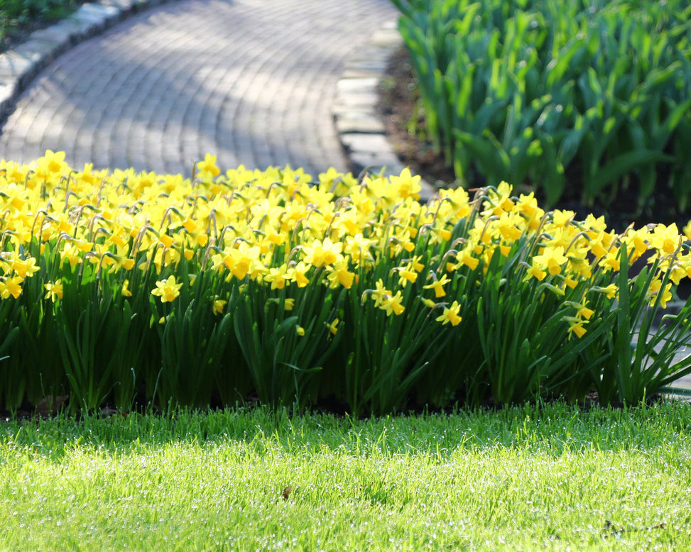 Narcissus 'Tête à Tête'