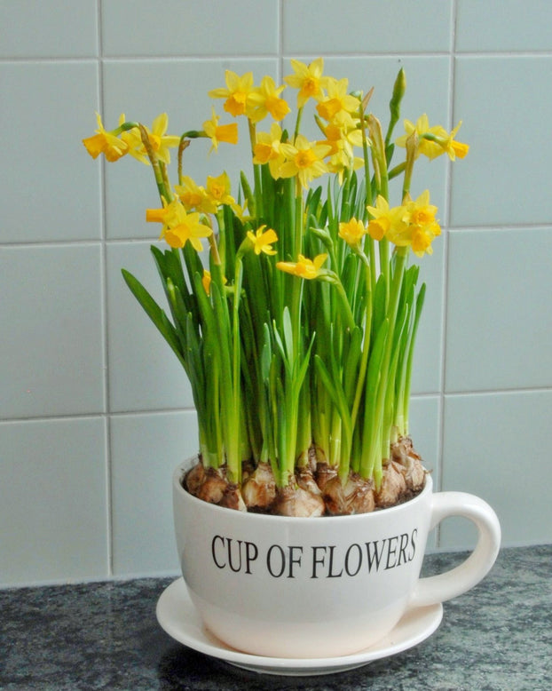 Flower BulbsTête à Tête Bulbs UK - 7