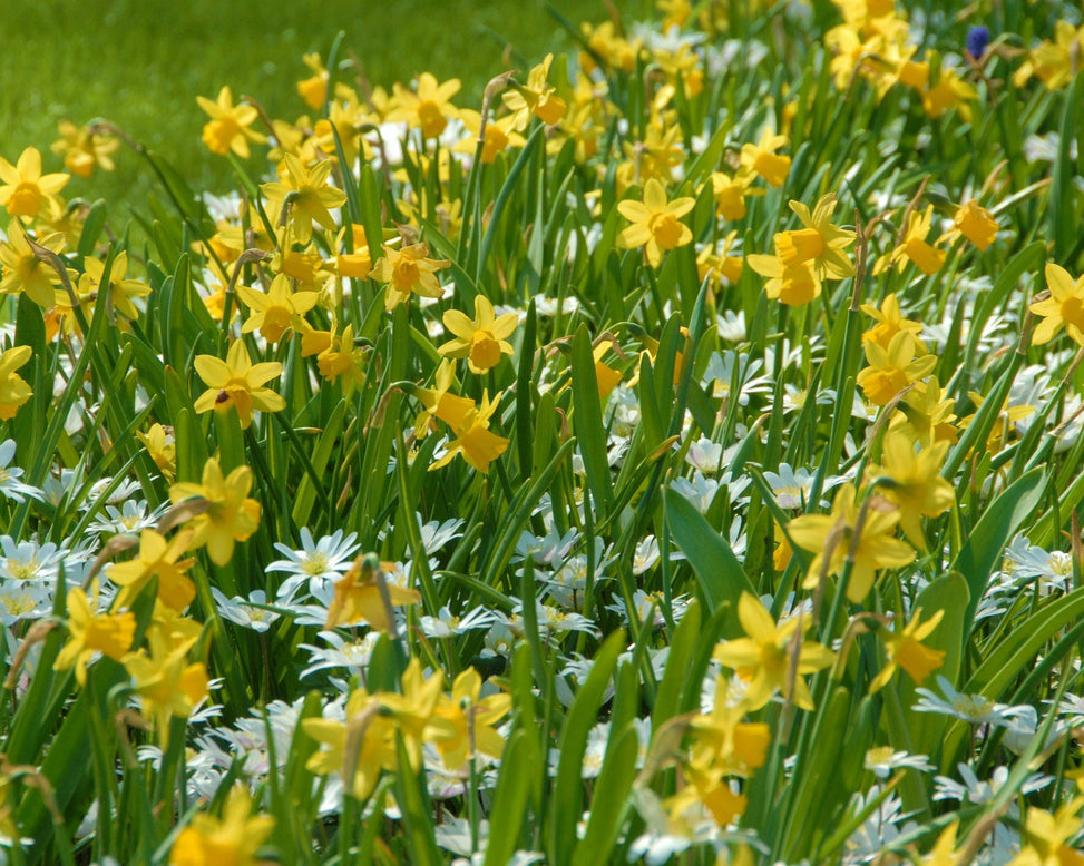 Flower BulbsTête à Tête Bulbs UK - 8