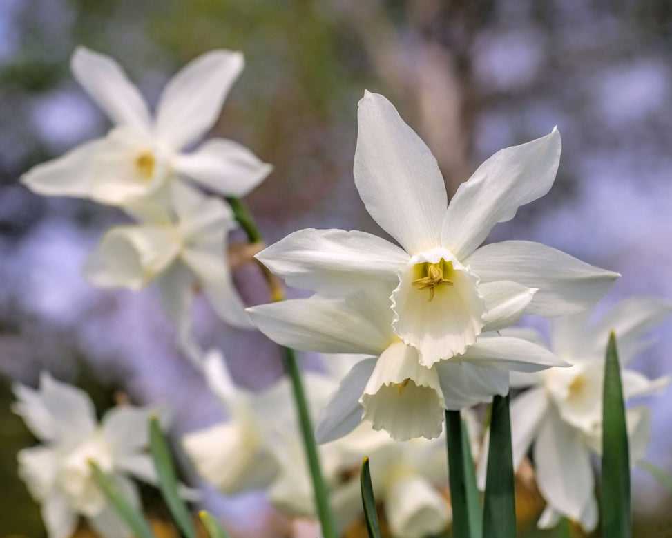Narcissus 'Thalia'