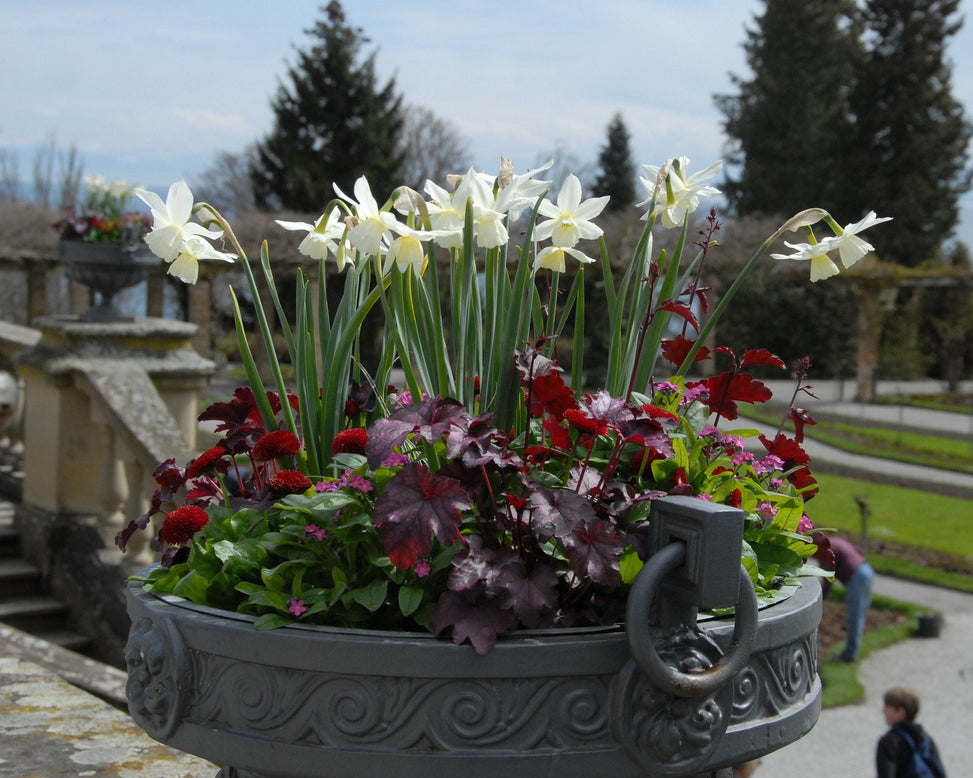 Flower BulbsThalia Bulbs UK - 7