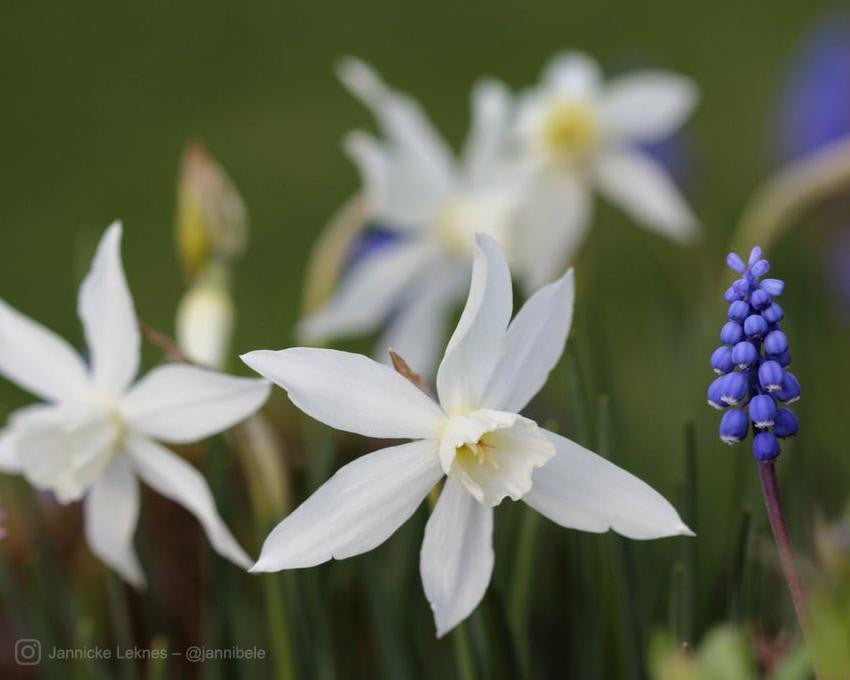 Narcissus 'Thalia'