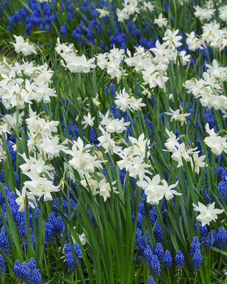 Narcissus 'Thalia' Narcissus 'Thalia'