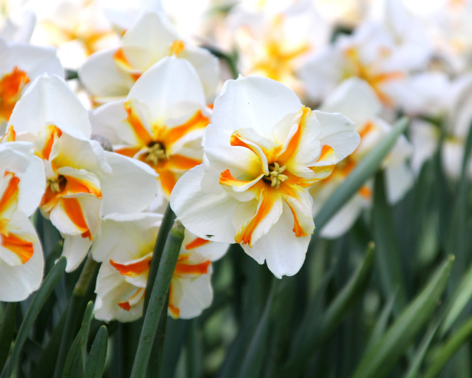 Narcissus 'Trepolo'