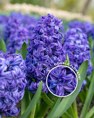 Hyacinth 'Royal Navy' Flower BulbsRoyal Navy™ Bulbs UK - 1