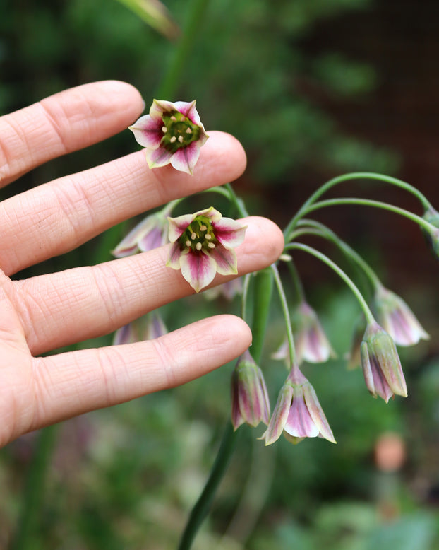 Nectaroscordum siculum