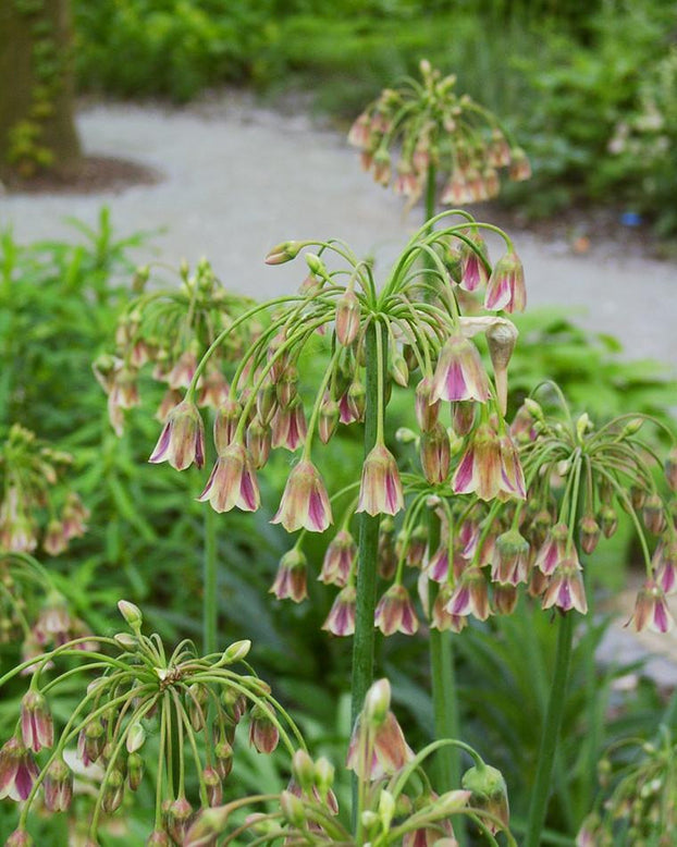 Flower BulbsSiculum Bulbs UK - 1