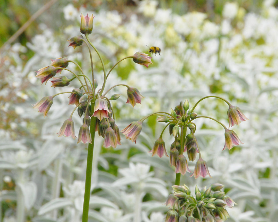 Flower BulbsSiculum Bulbs UK - 2