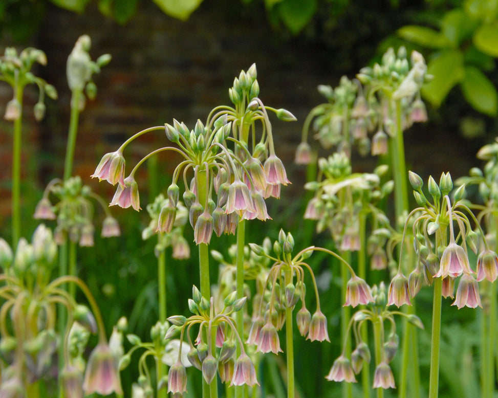 Flower BulbsSiculum Bulbs UK - 3