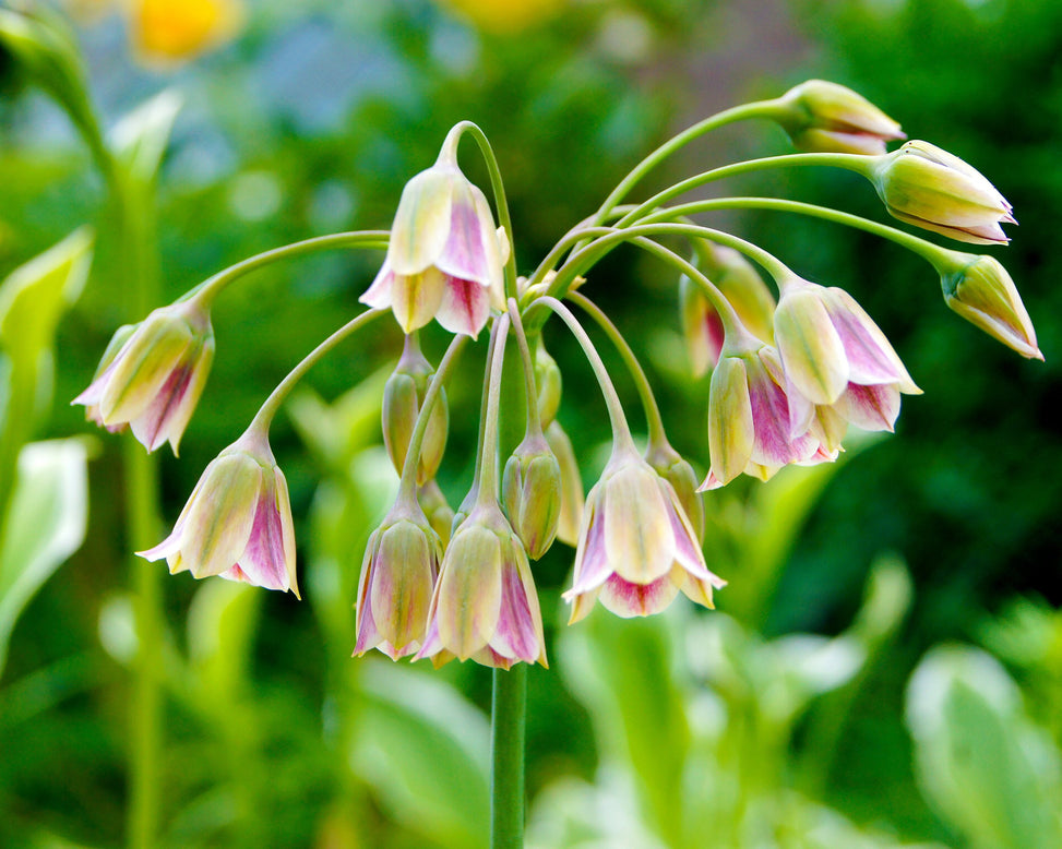 Nectaroscordum siculum