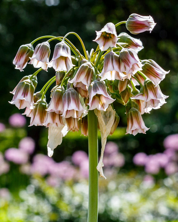Nectaroscordum siculum