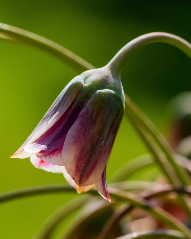 Nectaroscordum siculum