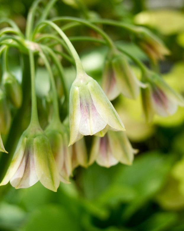 Nectaroscordum siculum