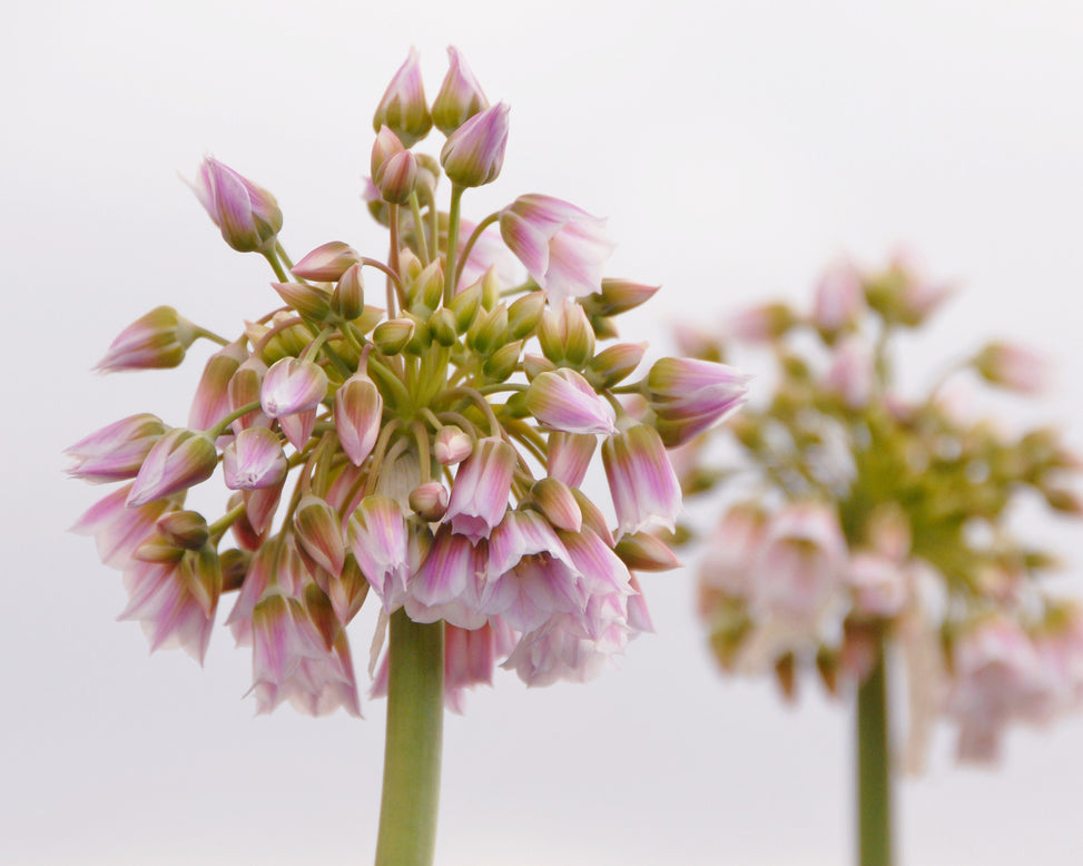 Nectaroscordum tripedale