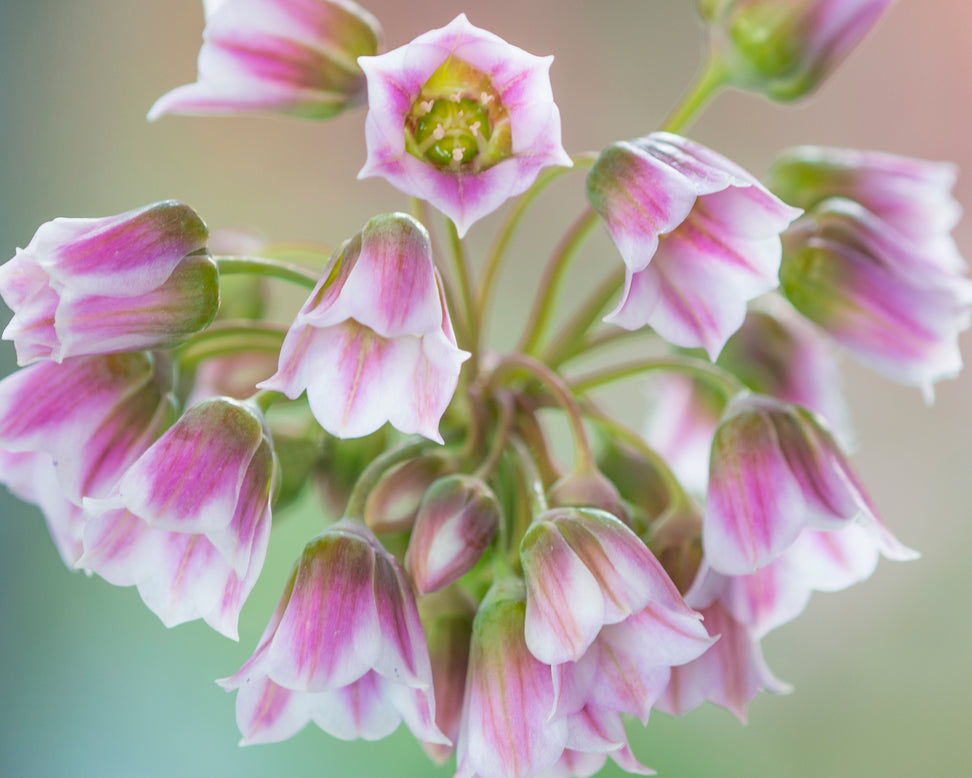 Nectaroscordum tripedale