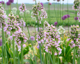 Nectaroscordum tripedale Nectaroscordum tripedale