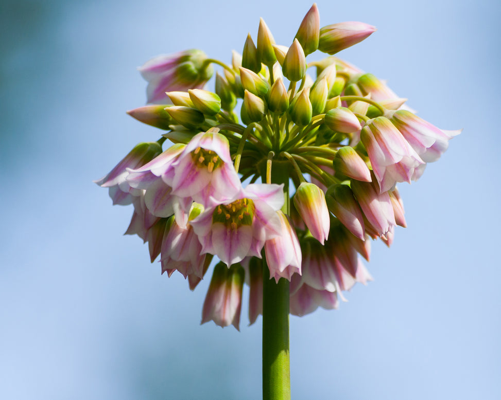 Nectaroscordum tripedale