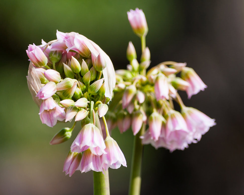 Nectaroscordum tripedale
