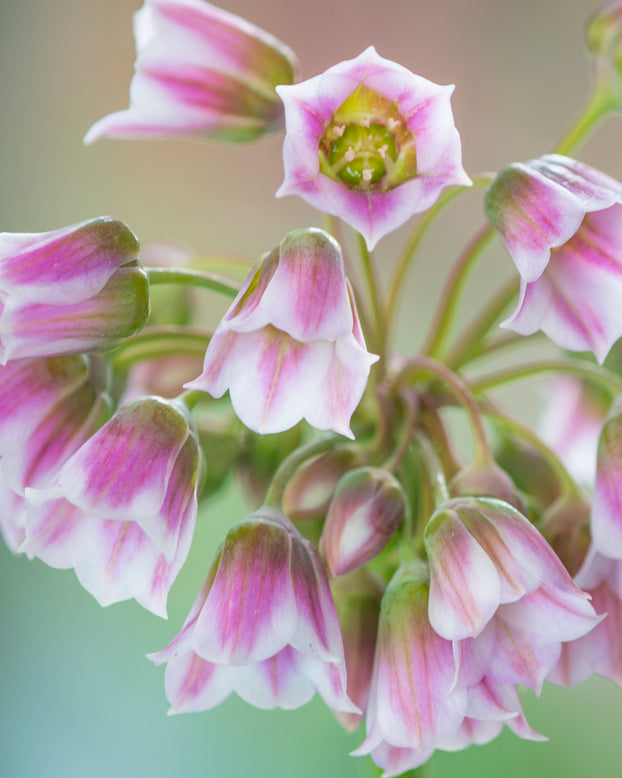 Nectaroscordum tripedale