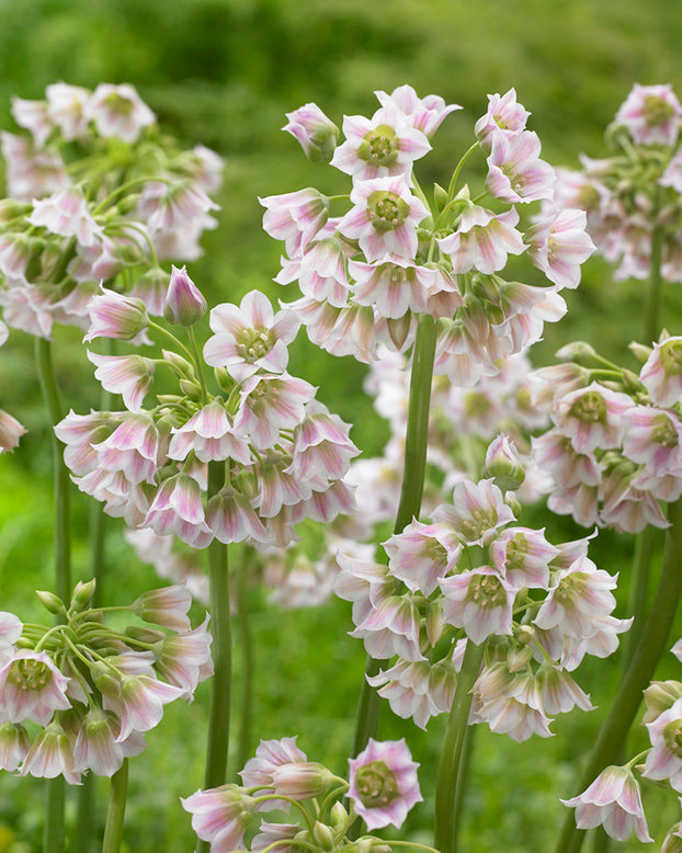 Nectaroscordum tripedale