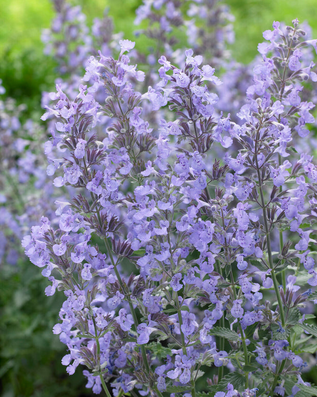 Nepeta 'Junior Walker'