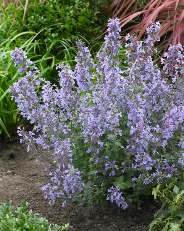 Nepeta 'Junior Walker'