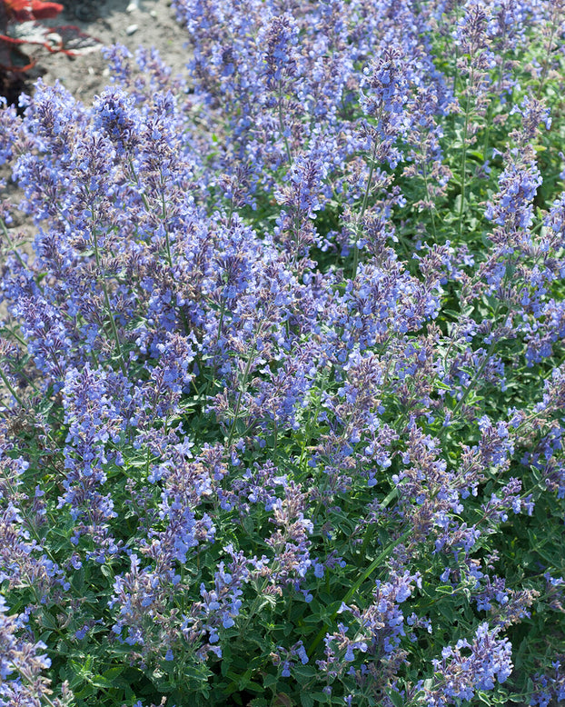 Nepeta 'Junior Walker'