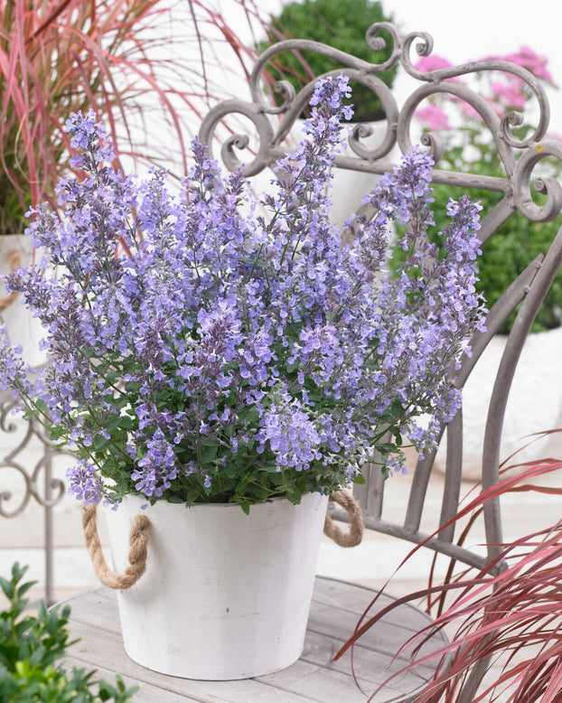 Nepeta 'Junior Walker'