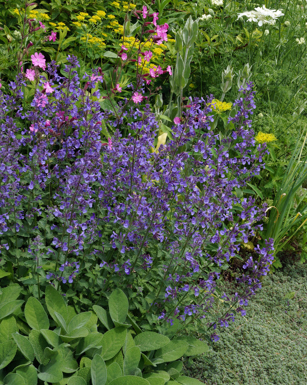 Nepeta 'Junior Walker'