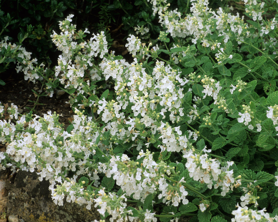 Nepeta 'Snowflake'