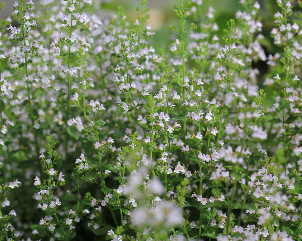 Nepeta 'Snowflake'