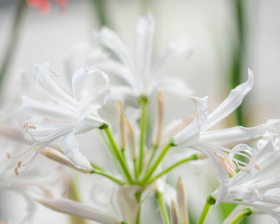 Nerine bowdenii 'Alba'