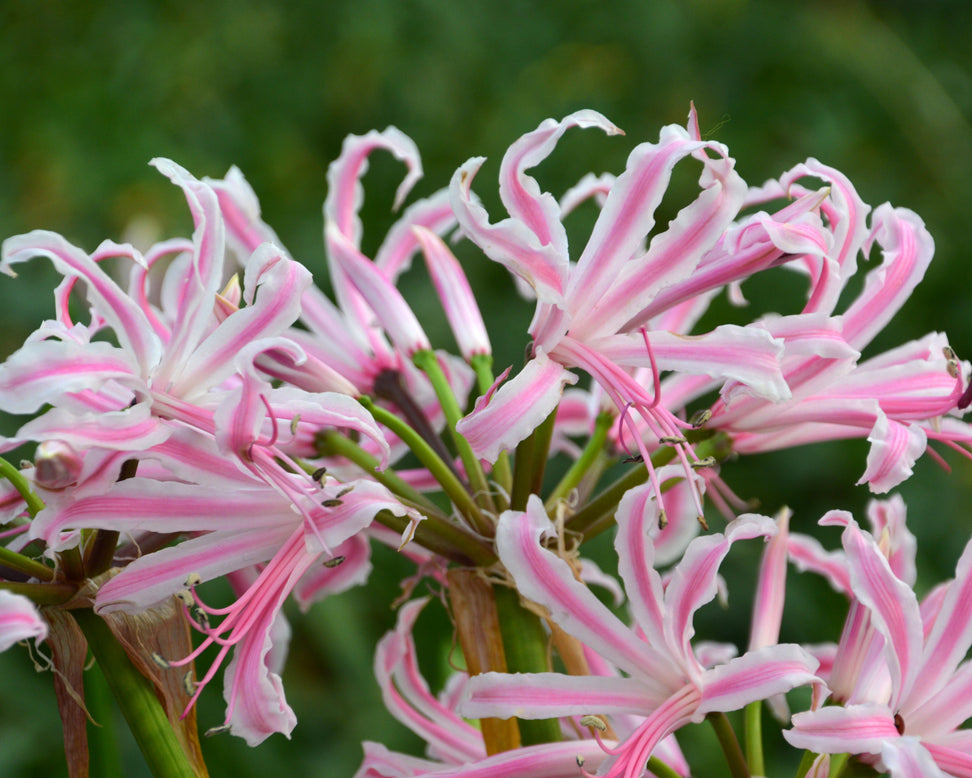 Nerine 'Lipstick'