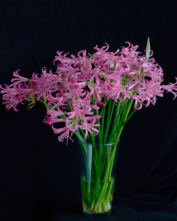 Nerine bowdenii