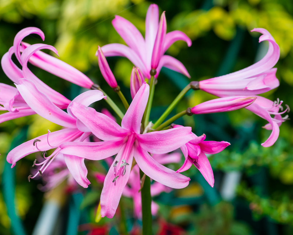 Nerine bowdenii