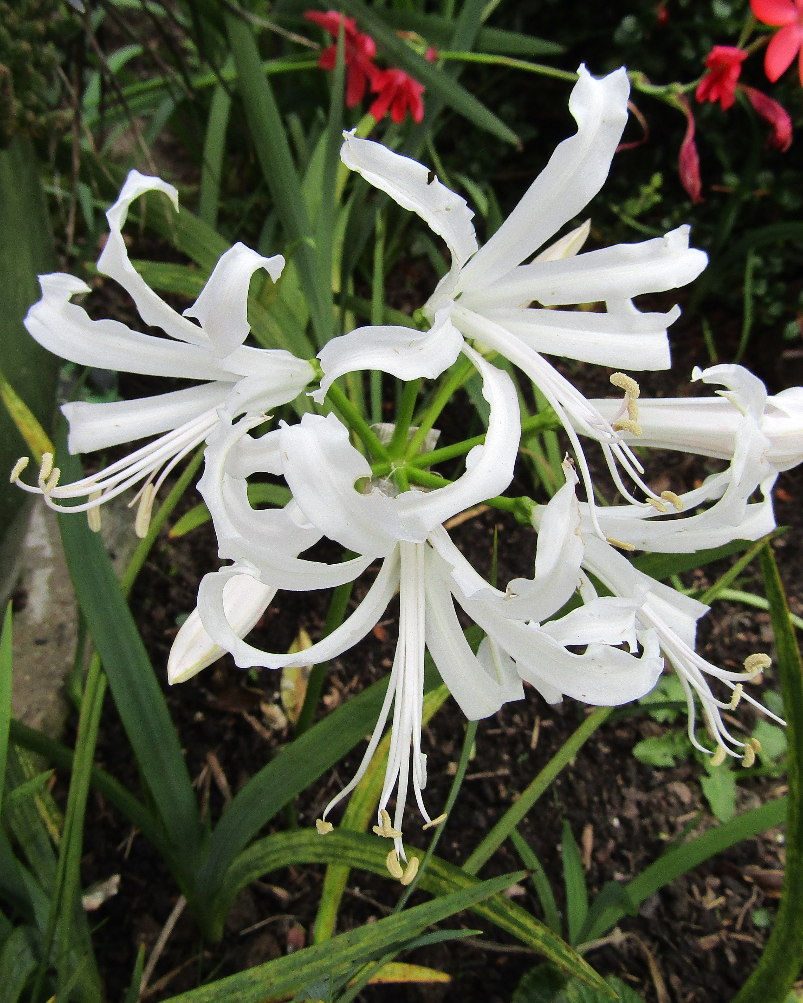 Nerine Bowdenii 'Alba' - Lis De Guernesey En Pot - Vivace Bulbeuse Fleurie Blanche