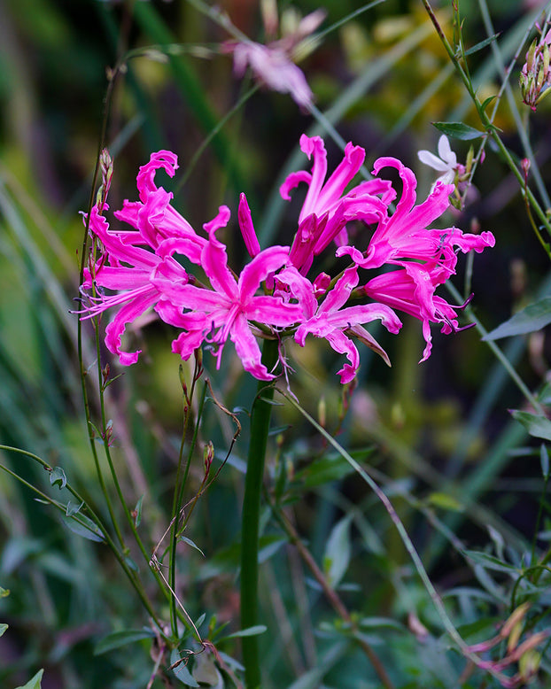 Nerine 'Isabel'