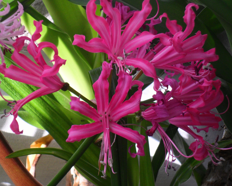 Nerine 'Isabel'