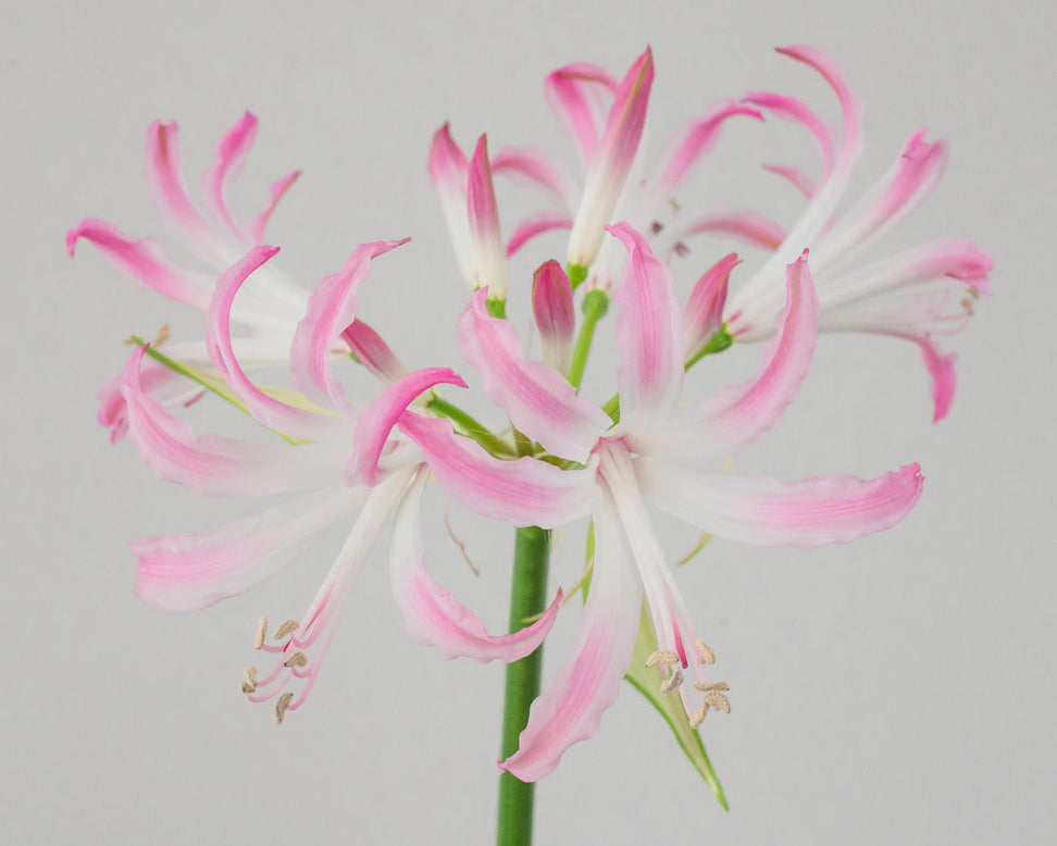 Nerine 'Lipstick'