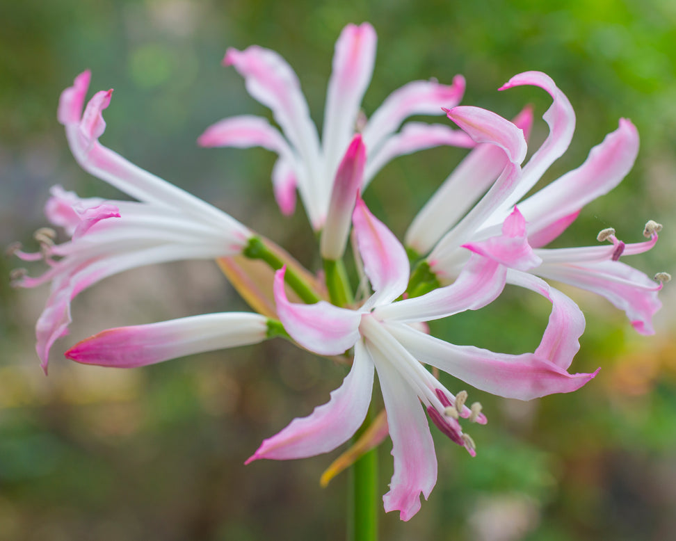 Nerine 'Lipstick'