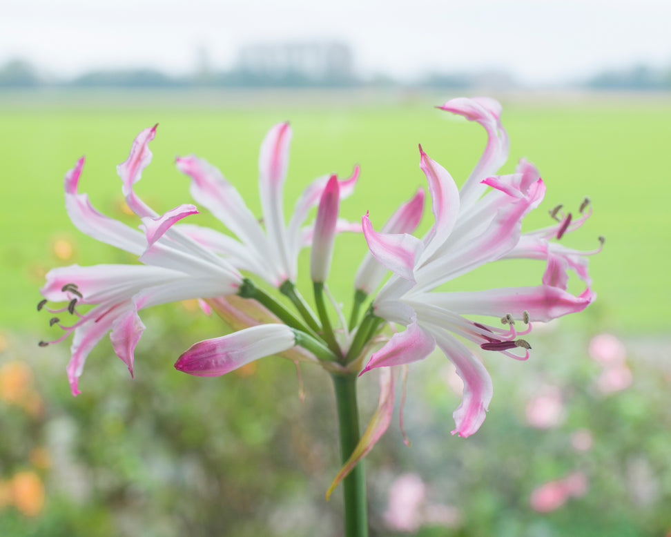Nerine 'Lipstick'