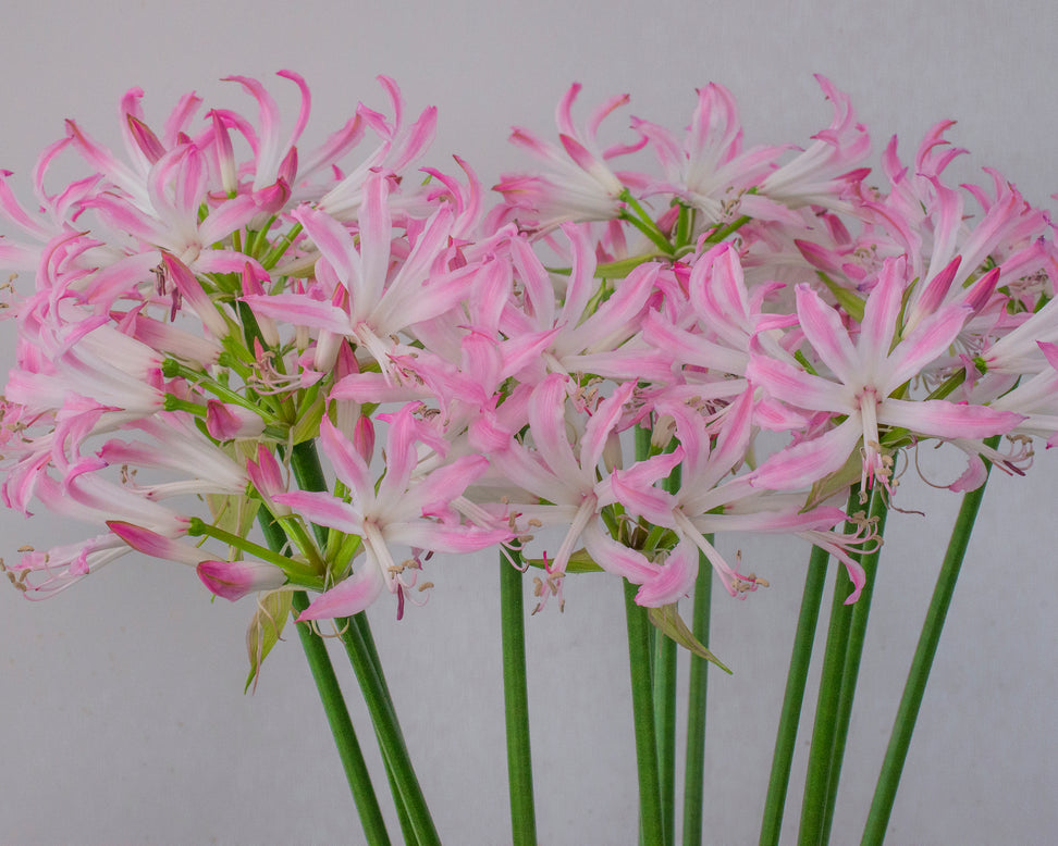 Nerine 'Lipstick'