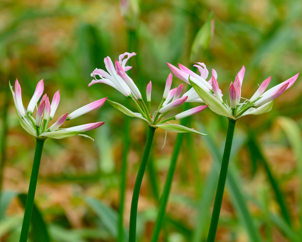 Nerine 'Lipstick'