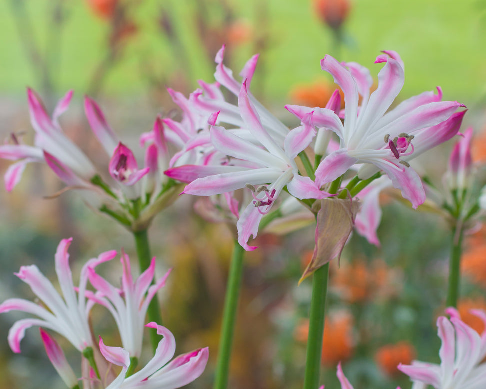 Nerine 'Lipstick'